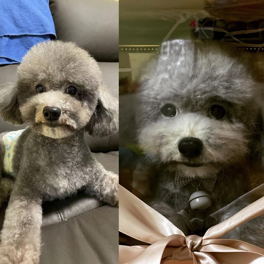 Custom Needle Felted Pet, Felted Animal Pet Parent Gift with Free Acrylic Gift Box