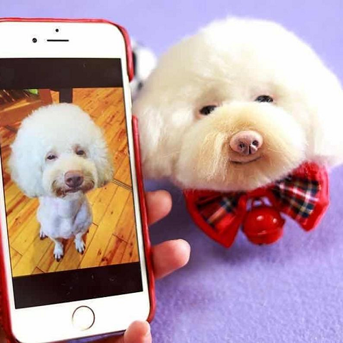 Custom Needle Felted Animal Pet Keychain from Photo Pet,Memorial Gift for Pet Lovers,Furry Wool Felt Pet Replica Felt Cat Dog
