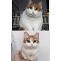 Custom Needle Felted Cat Body, Felt Cat Portrait Memorial Gift, Cat Lover Gift